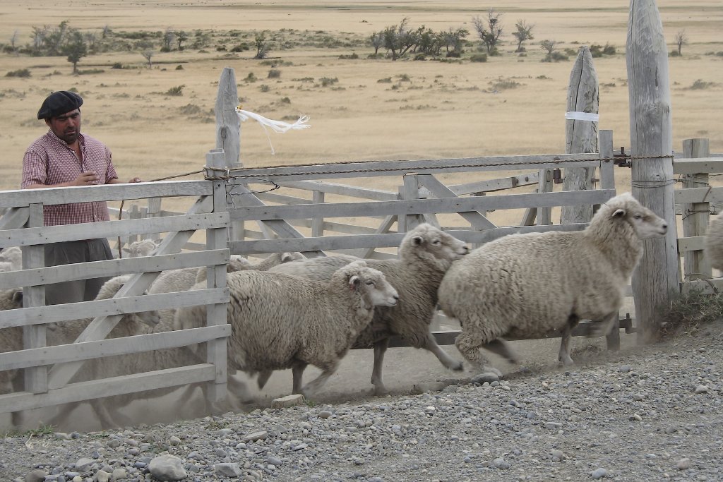 33-Ranchero with his sheep.jpg - Ranchero with his sheep